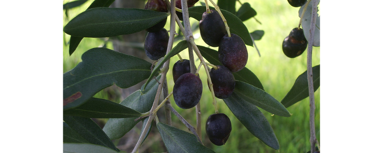 Grazie agli olivicoltori sulle nostre tavole continuerà ad arrivare olio EVO