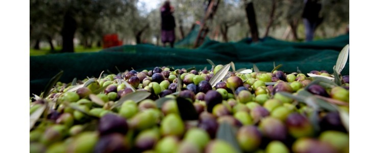 Sostenibilità e qualità. Una certificazione di filiera per l'olio EVO. L’iniziativa dell'Oleificio Zucchi coinvolge anche Konsumer Italia